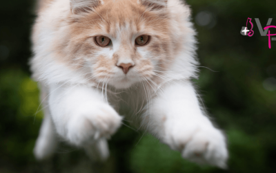 El síndrome del gato paracaidista: El peligro de las ventanas abiertas en verano