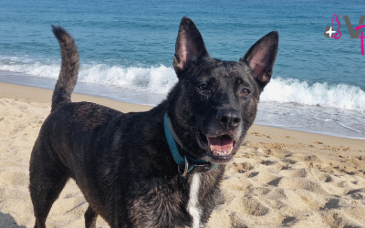 Otitis en perros y gatos en verano: cómo prevenirla y cuándo acudir al veterinario