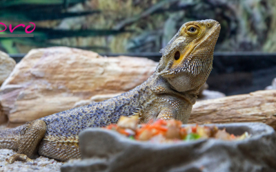 Adaptación al otoño en animales exóticos: guía y cuidados esenciales