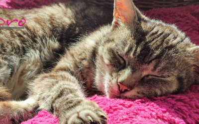 Chequeos sénior en gatos y perros: la importancia de cuidar su salud con la edad